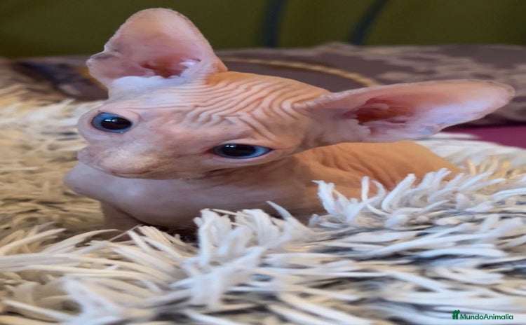 Sphynx gatos - Anuncio 1