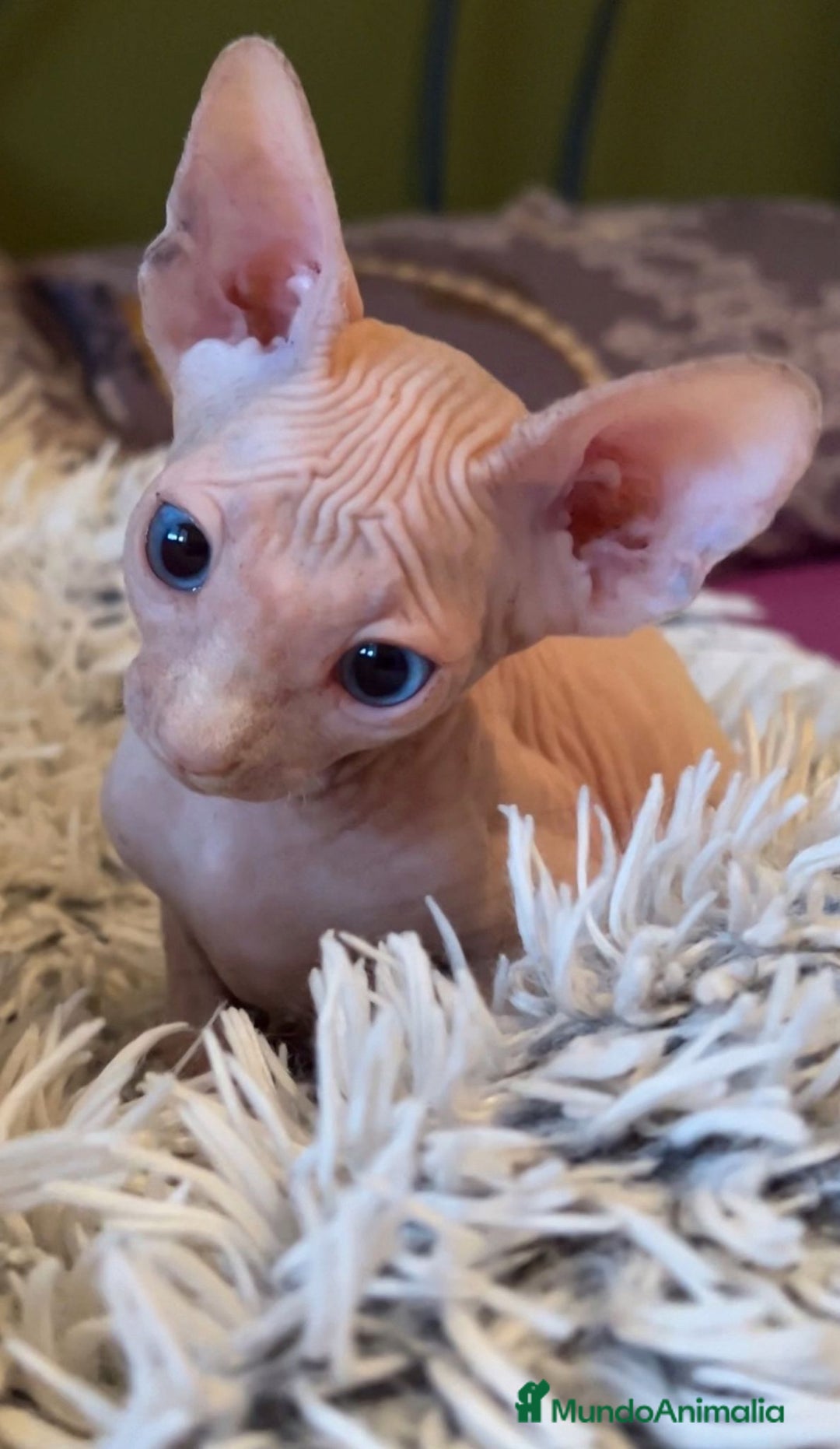 Sphynx gatos en venta: Sphynx calidad precio inmejorable  - Imagen 1
