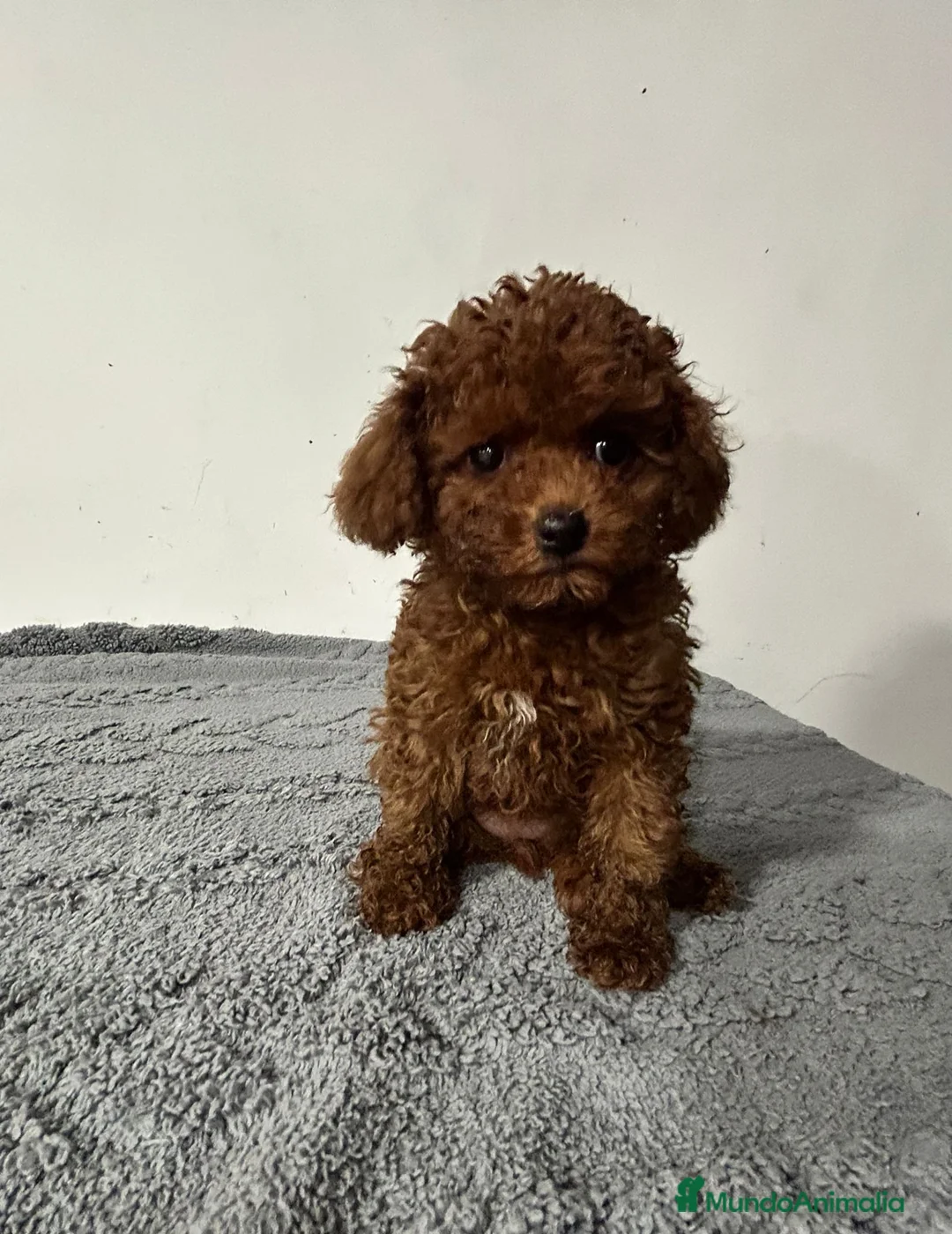 Caniche Toy perros en venta: Caniche Toy rojo - Anuncio 2
