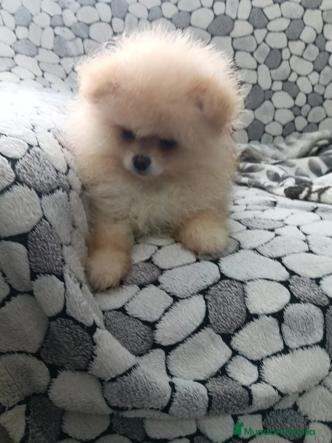 Pomerania perros en venta: Lulu Pomerania cara de oso  - Anuncio 6
