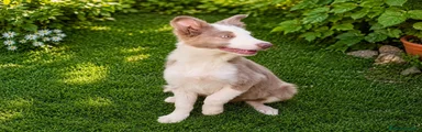 Border Collie 1