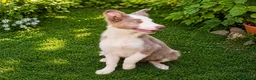 Border Collie perros en venta: BORDER COLLIE HEMBRA LILLAC - Anuncio 4