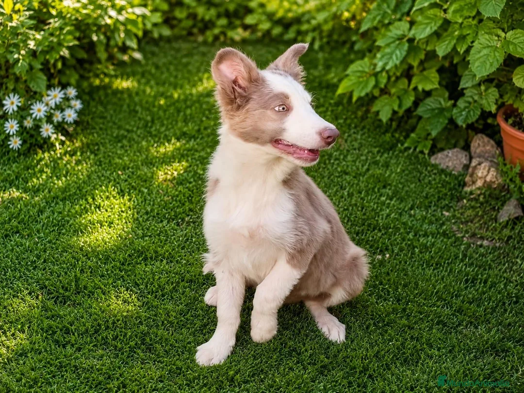 Border Collie perros en venta: BORDER COLLIE HEMBRA LILLAC - Anuncio 4