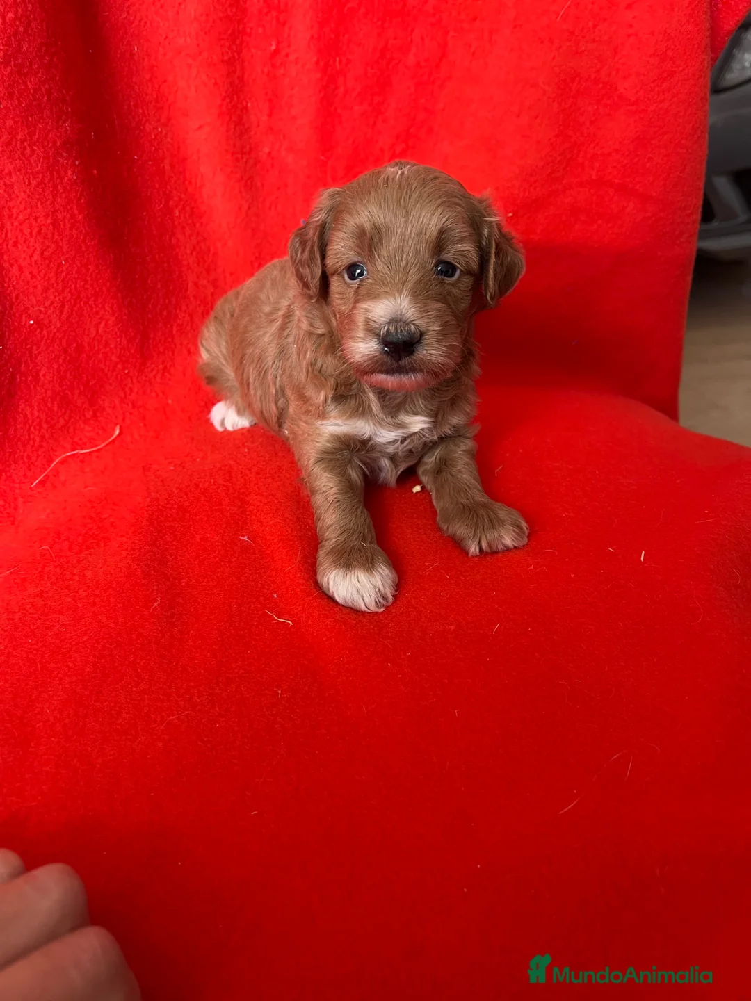 Maltipoo perros en venta: Preciosa hembra 90% caniche  - Anuncio 1