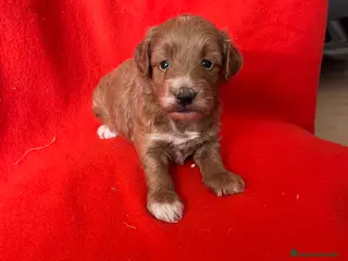 Maltipoo perros Preciosa hembra 90% caniche - Anuncio 4