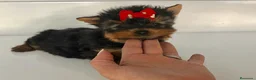 Yorkshire Terrier perros en venta: Yorkshire toy  - Anuncio 3