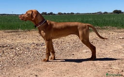 Braco Húngaro de Pelo Corto perros en venta: Cachorros de Braco Húngaro (Vizsla) — Criador aut. - Imagen 2