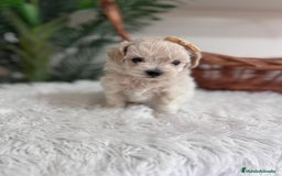 Maltipoo perros en venta: MALTIPOO HEMBRA - Imagen 5