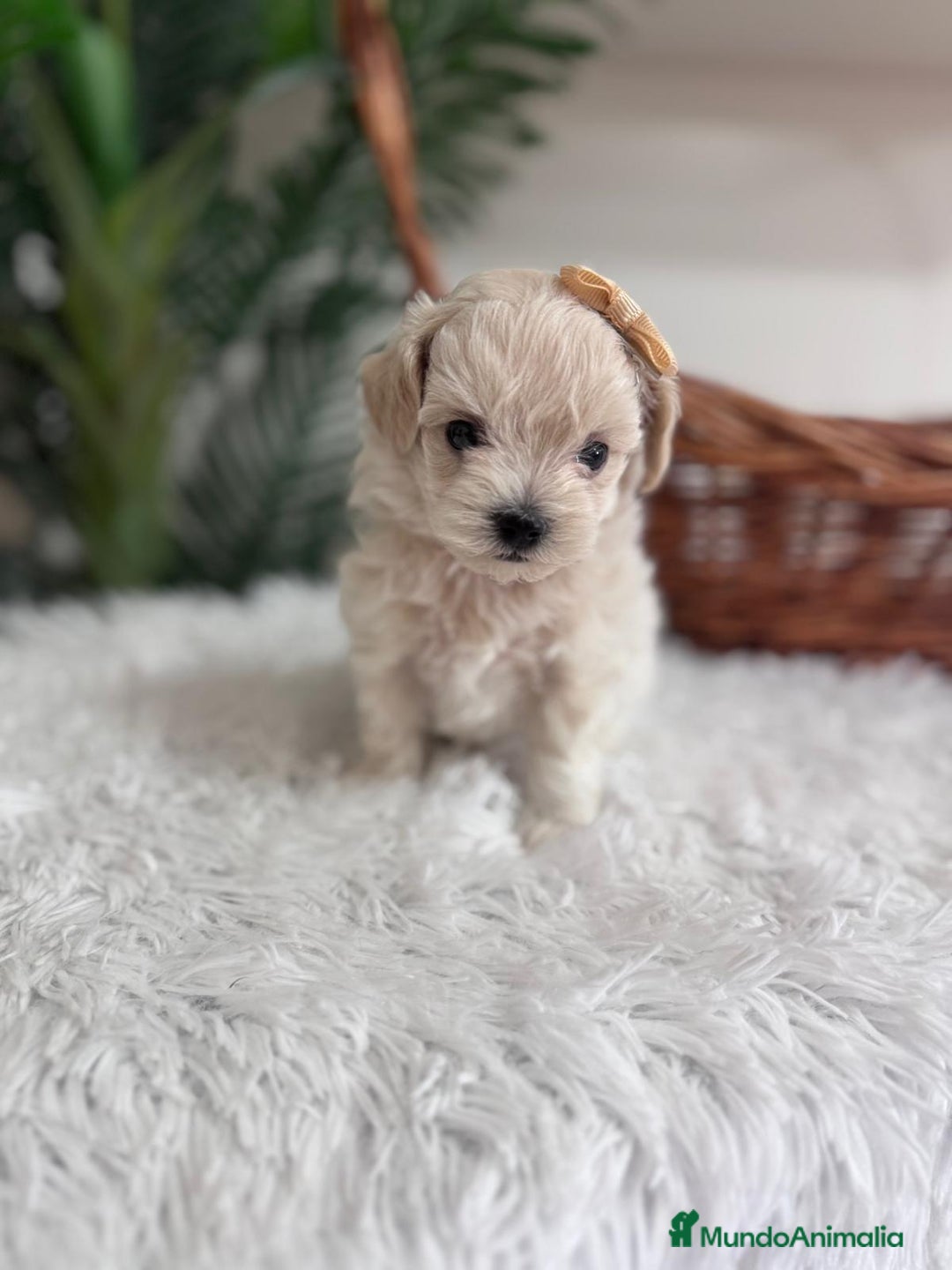 Maltipoo perros en venta: MALTIPOO HEMBRA - Imagen 5