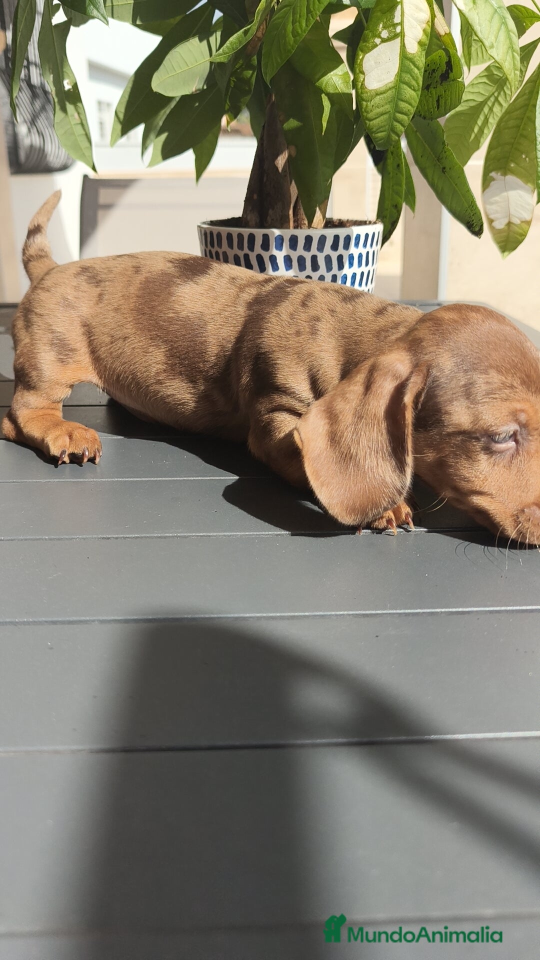 Teckel Miniatura perros en venta: Teckel mini exóticos, arlequín, pielbad, chocolate - Imagen 10