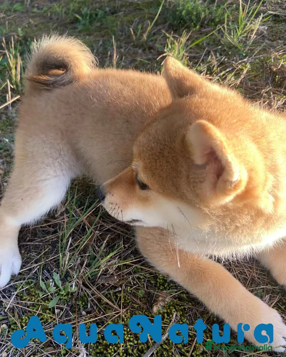 Shiba Inu perros en venta: Shiba Inu Hembra 5288 de Mar - AQUANATURA en Barcelona - Anuncio 8