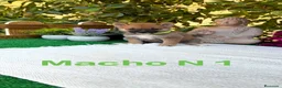 Shiba Inu perros en venta: Shiba Inu rojos y negros preciosos  - Anuncio 1