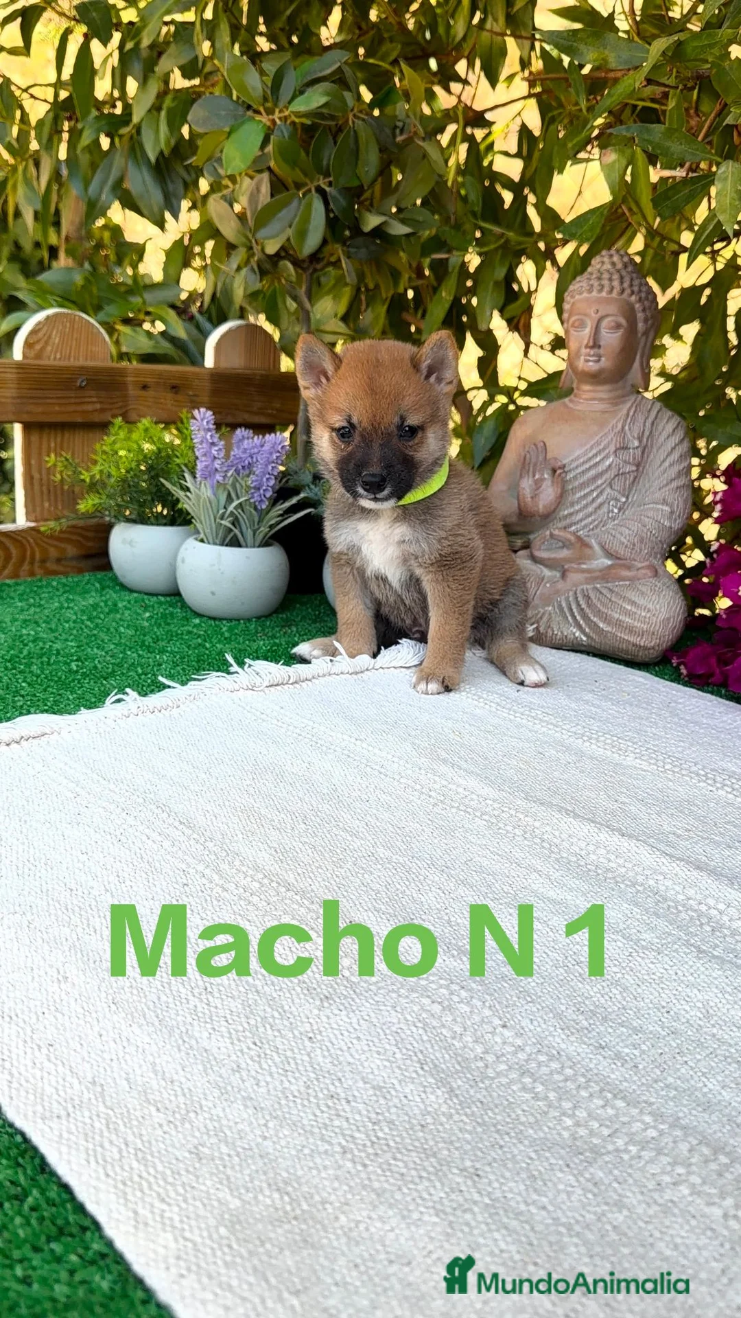 Shiba Inu perros en venta: Shiba Inu rojos y negros preciosos  - Anuncio 1