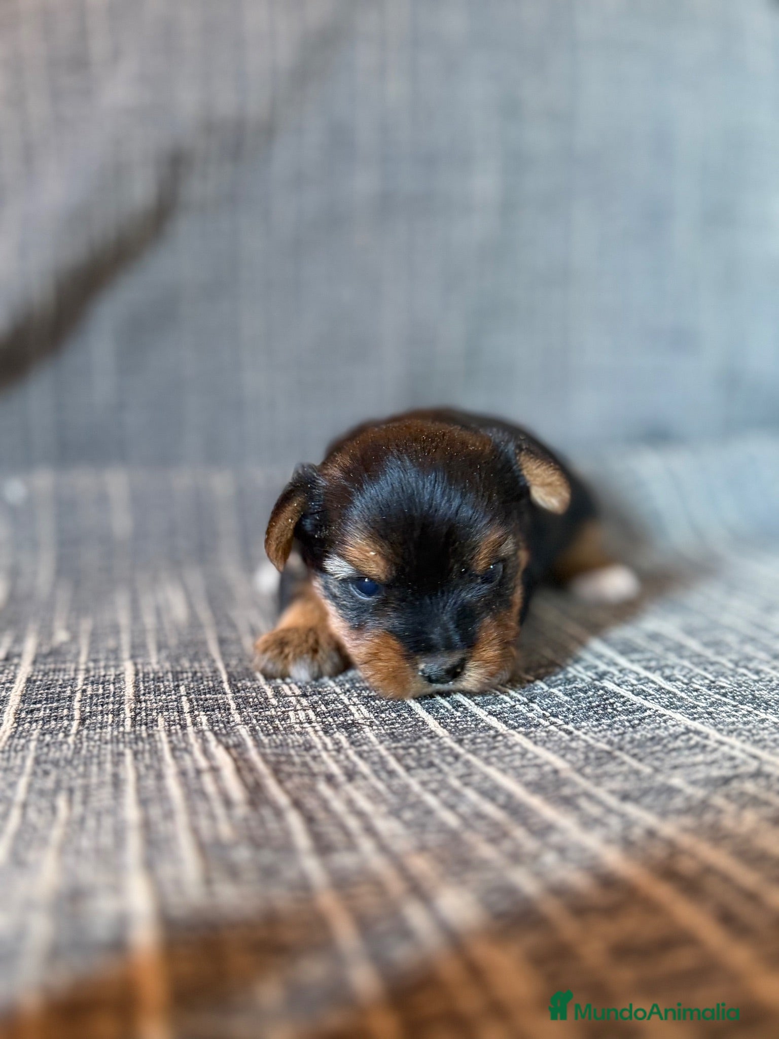 Yorkshire Terrier perros Cachorros Yorkshire Terrier  - Anuncio 1