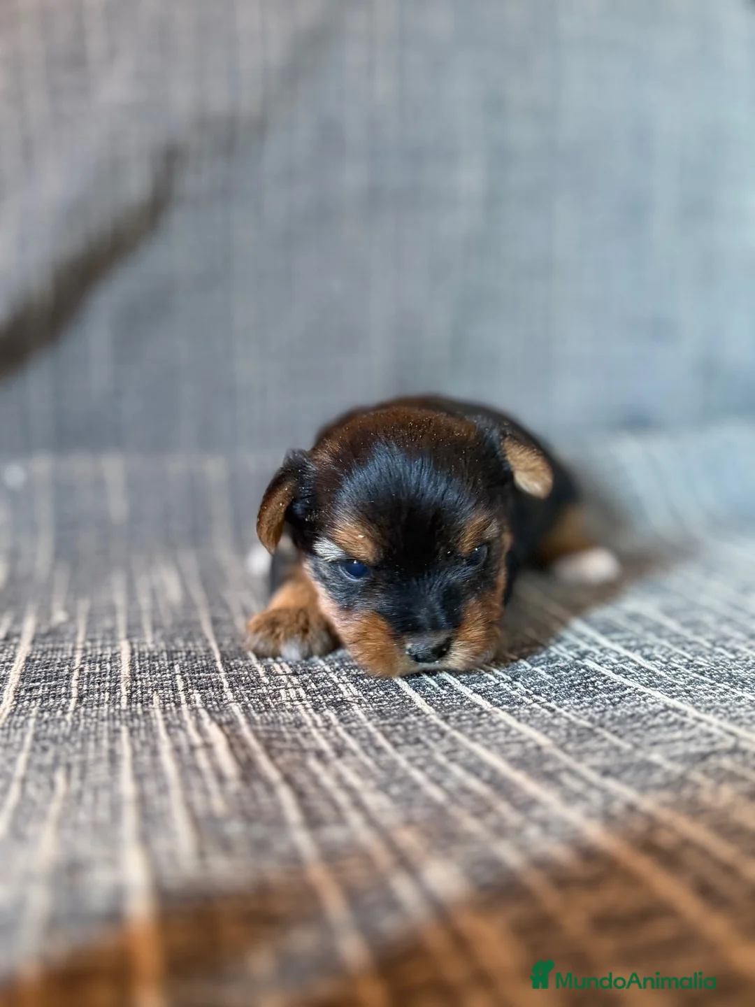 Yorkshire Terrier perros en venta: Cachorros Yorkshire Terrier  - Anuncio 1