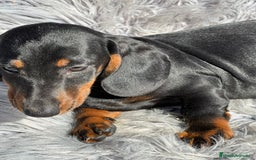 Teckel perros en venta: TECKEL - Anuncio 5