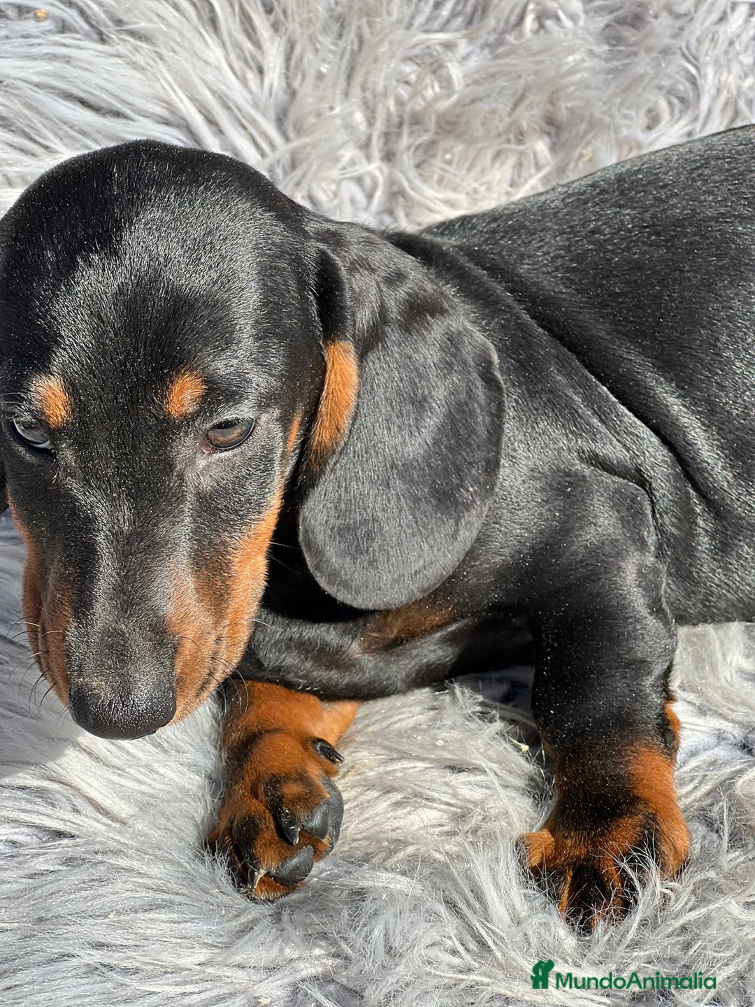 Teckel perros en venta: TECKEL - Anuncio 5