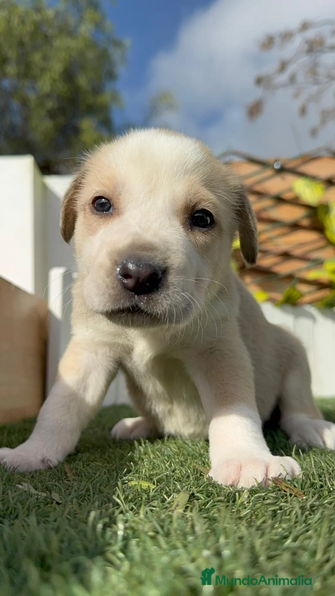 Mastín Español perros en venta: MASTIN ESPAÑOL - Anuncio 2