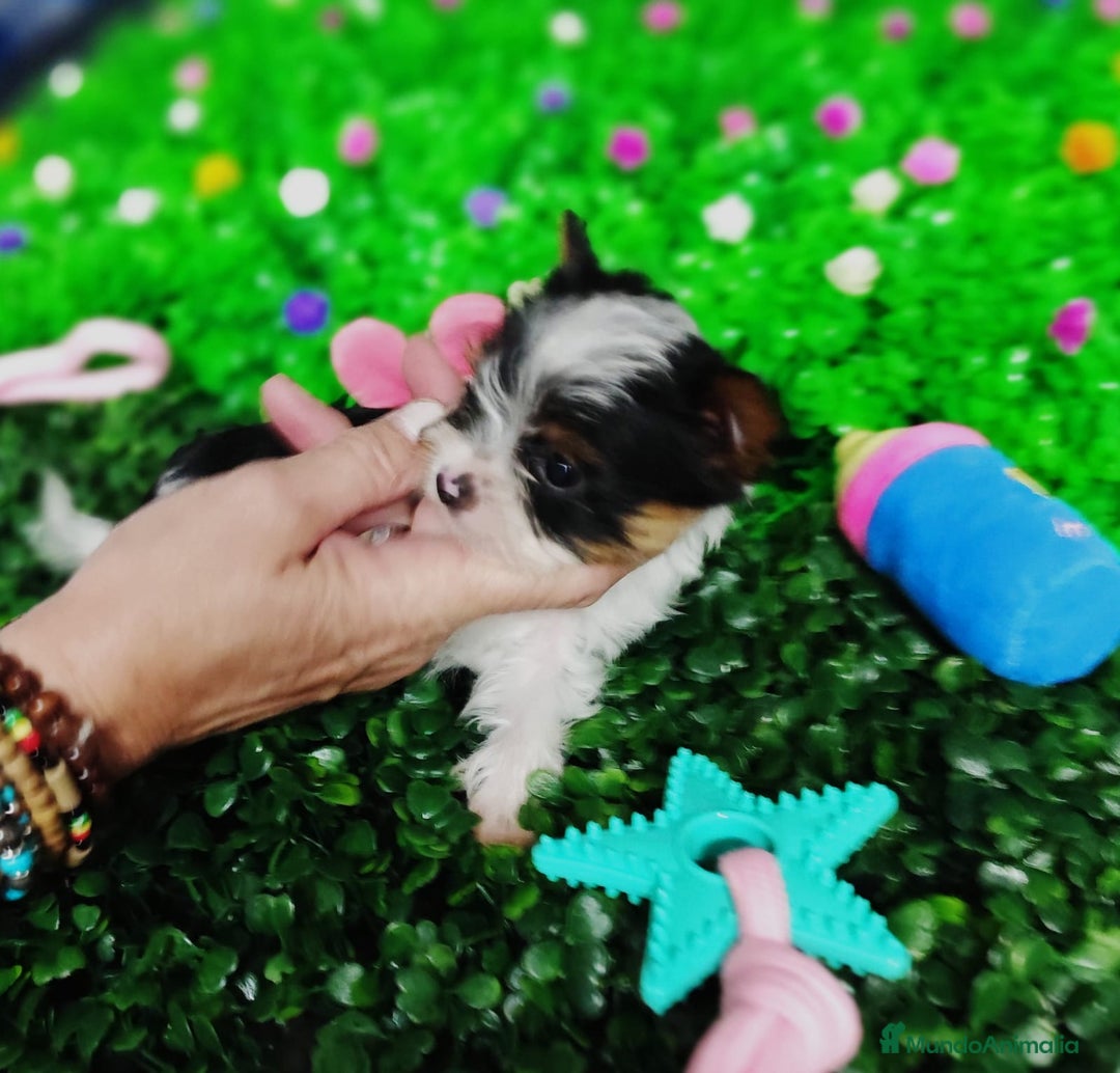 Biewer Yorkshire Terrier a la Pom Pon perros en venta: Yorkshire biewer toy  - Anuncio 3