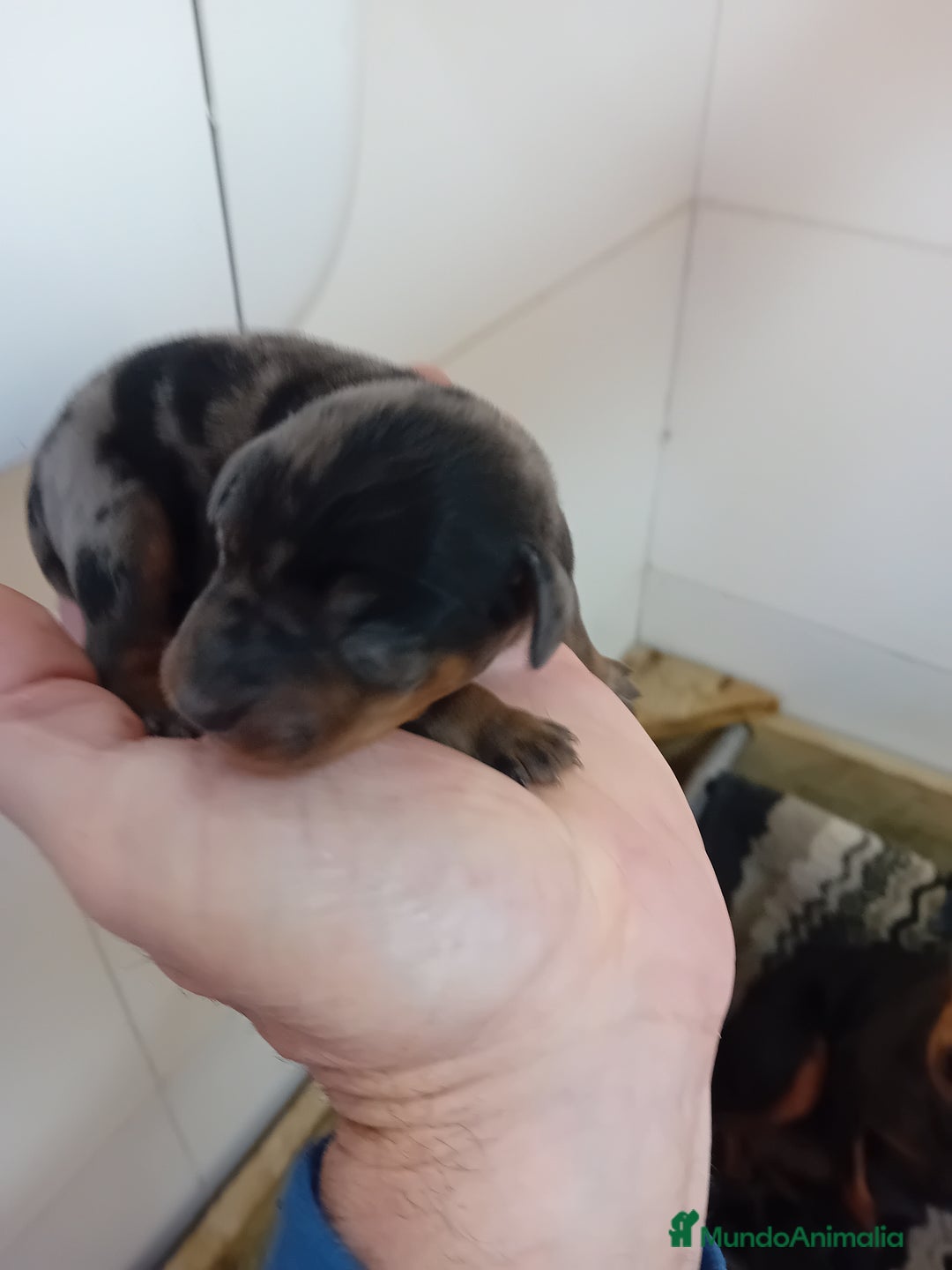 Pinscher Miniatura perros en venta: Pincher de pura raza - Imagen 8