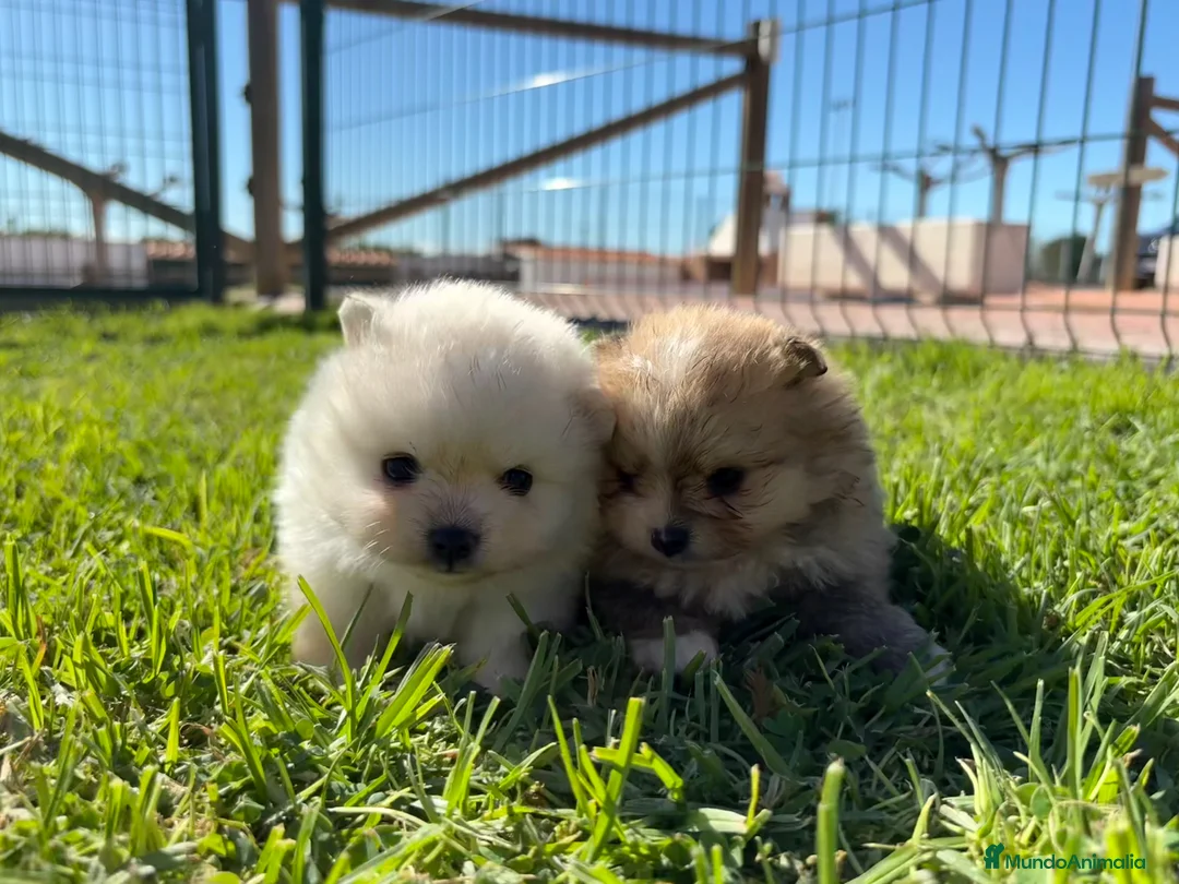 Pomerania perros en venta: POMERANIA - Anuncio 1