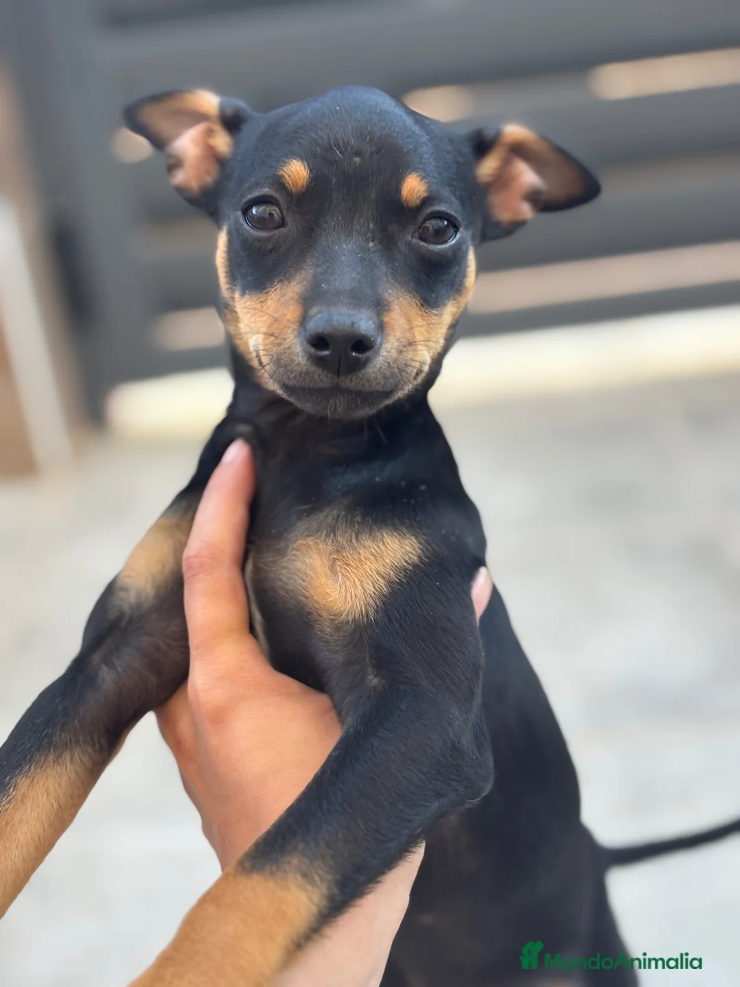 Pinscher Miniatura perros en venta: Hembra pinscher 4 meses - Anuncio 2