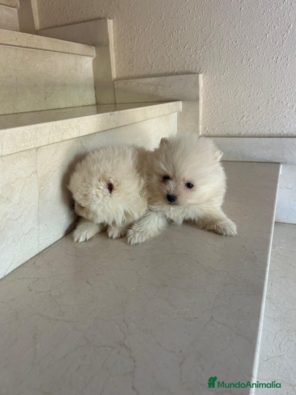 Pomerania perros Lulú de pomerania toys - Anuncio 8