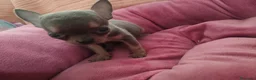 Chihuahua perros en venta: Chihuahua Toy Blue - Anuncio 3
