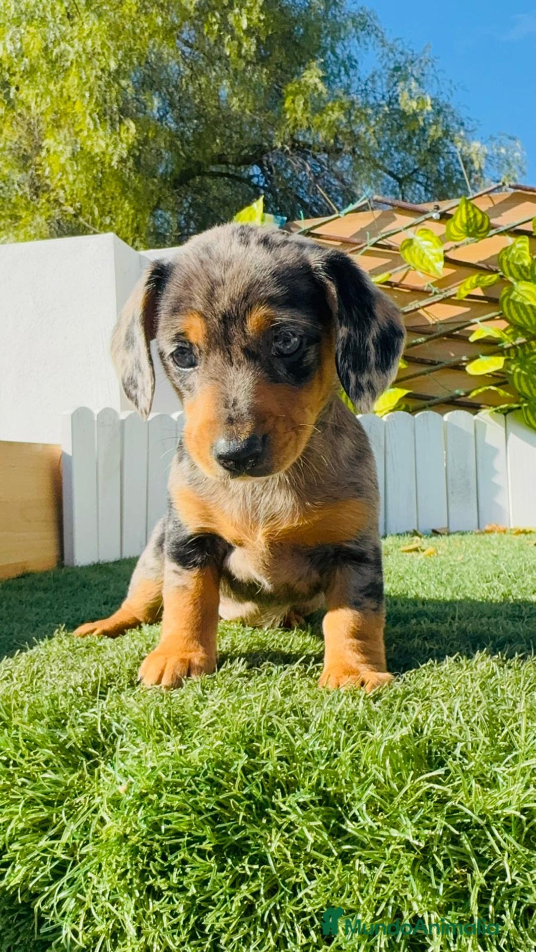 Teckel Miniatura perros en venta: TECKEL MINIATURA HEMBRA - Anuncio 3