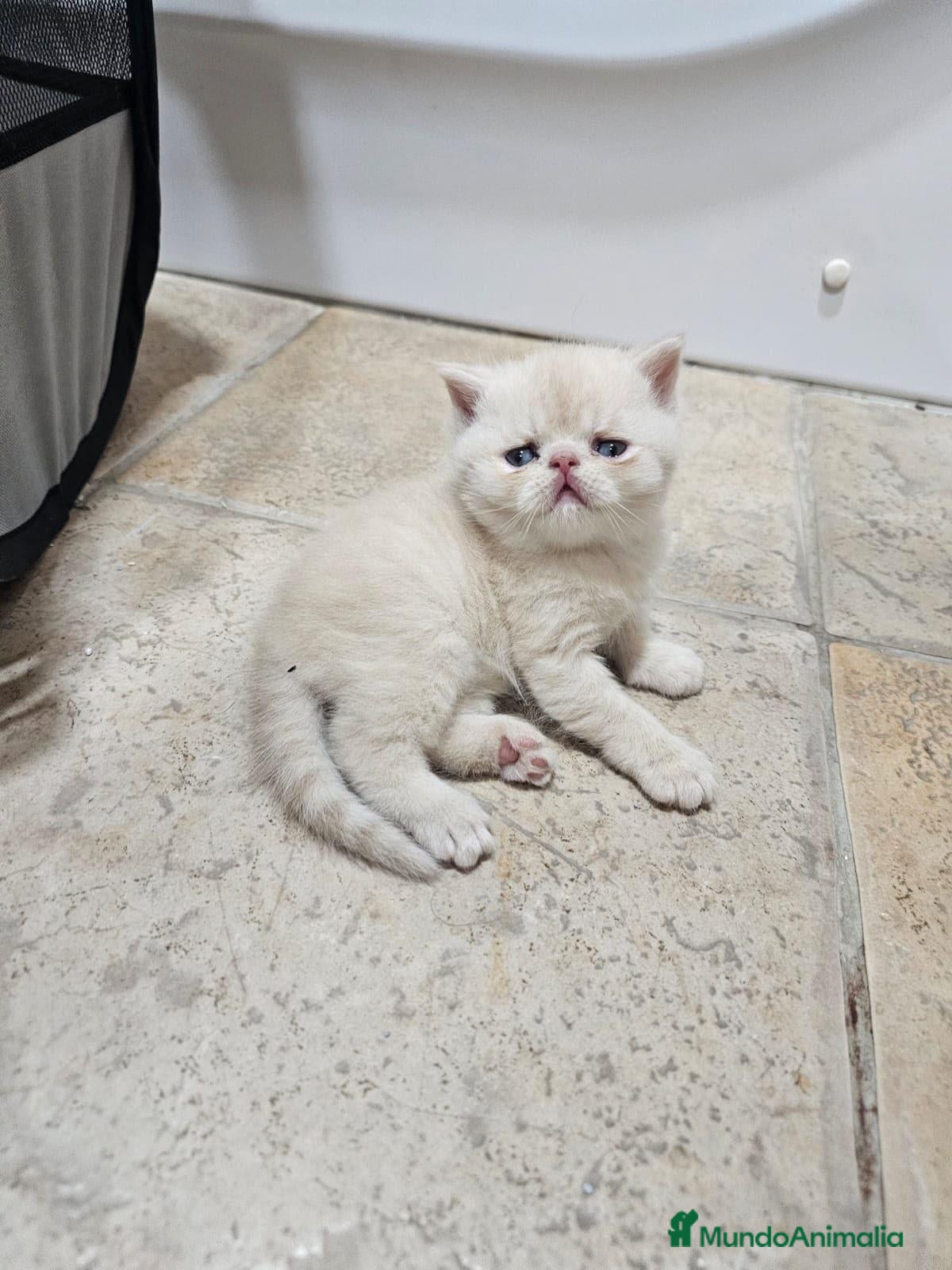 Exótico de Pelo Corto gatos Macho exoticos. - Anuncio 2