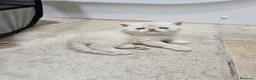 Exótico de Pelo Corto gatos en venta: Macho exoticos. - Anuncio 1