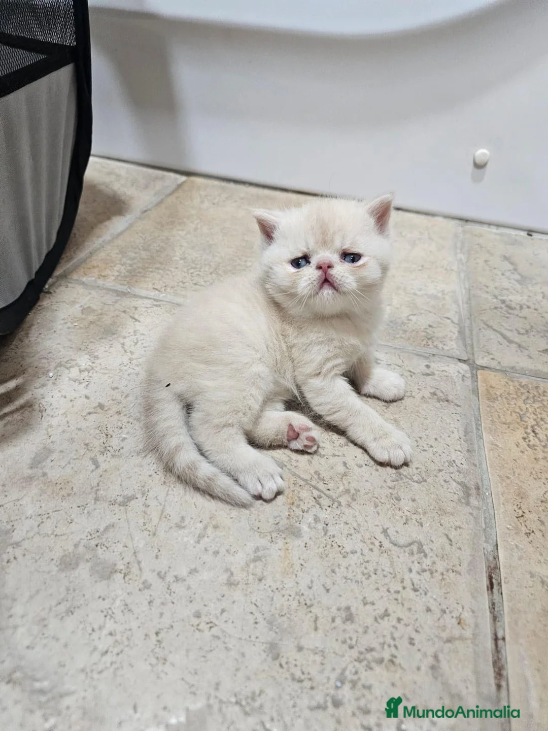 Exótico de Pelo Corto gatos en venta: Macho exoticos. - Anuncio 1