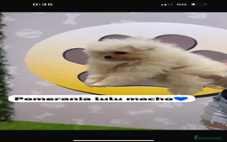 Pomerania perros en venta: Pomerania lulu toy - Imagen 4