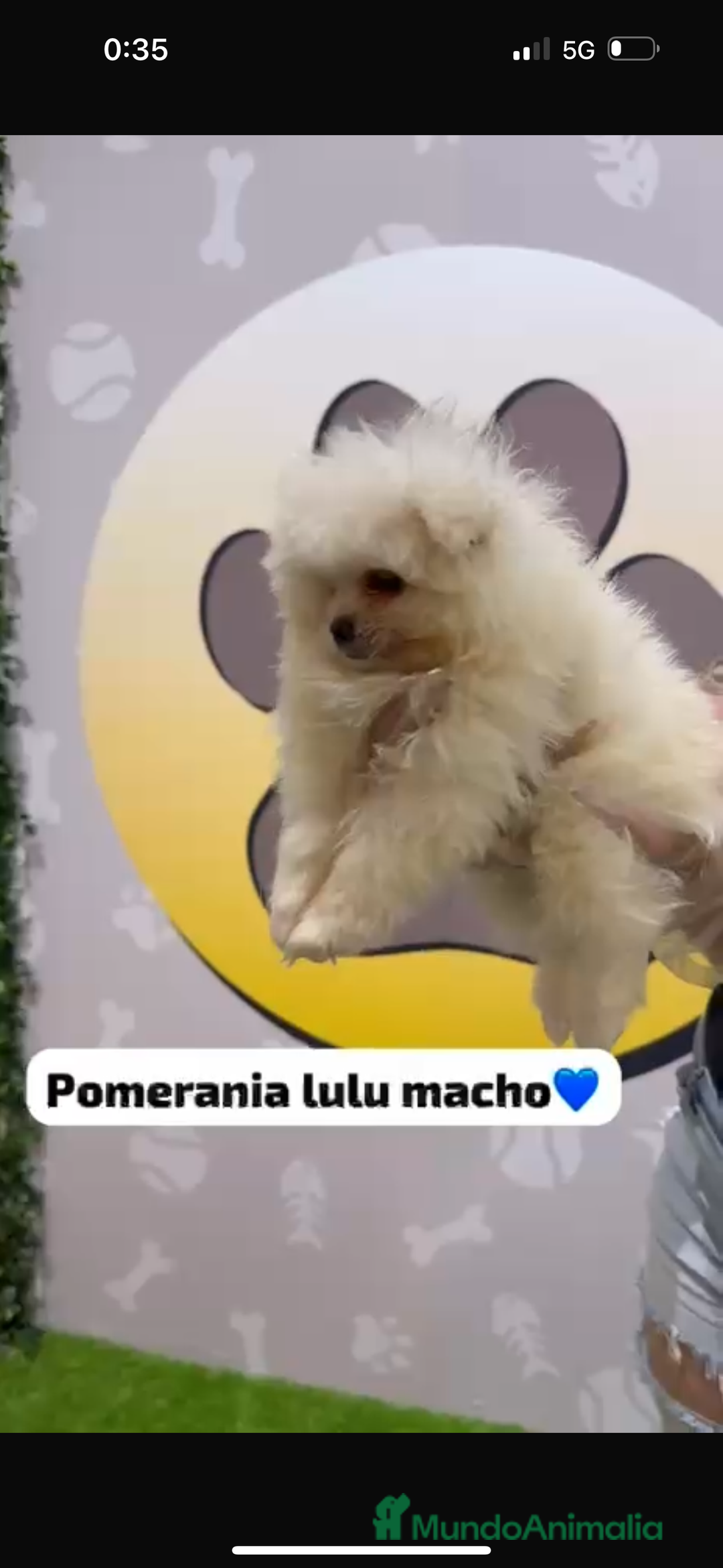 Pomerania perros en venta: Pomerania lulu toy - Imagen 4