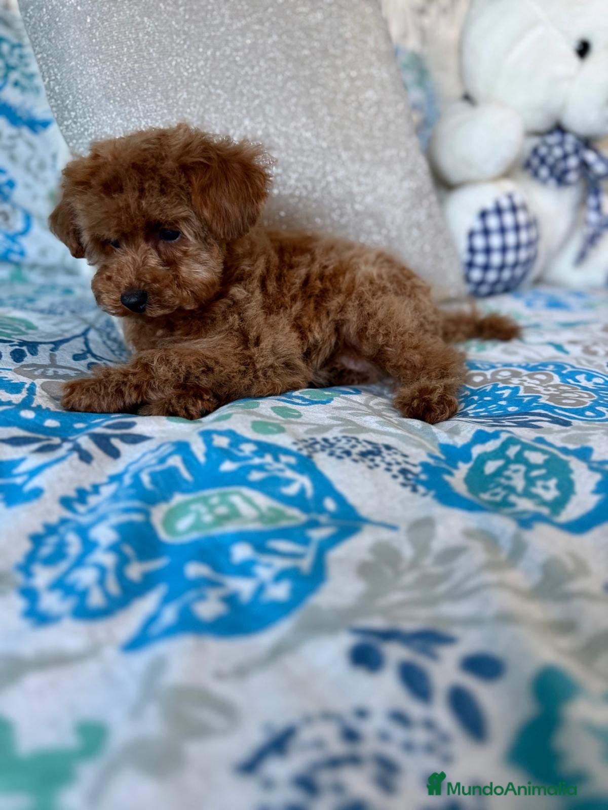 Caniche Toy perros Caniche toy disponible  - Anuncio 3