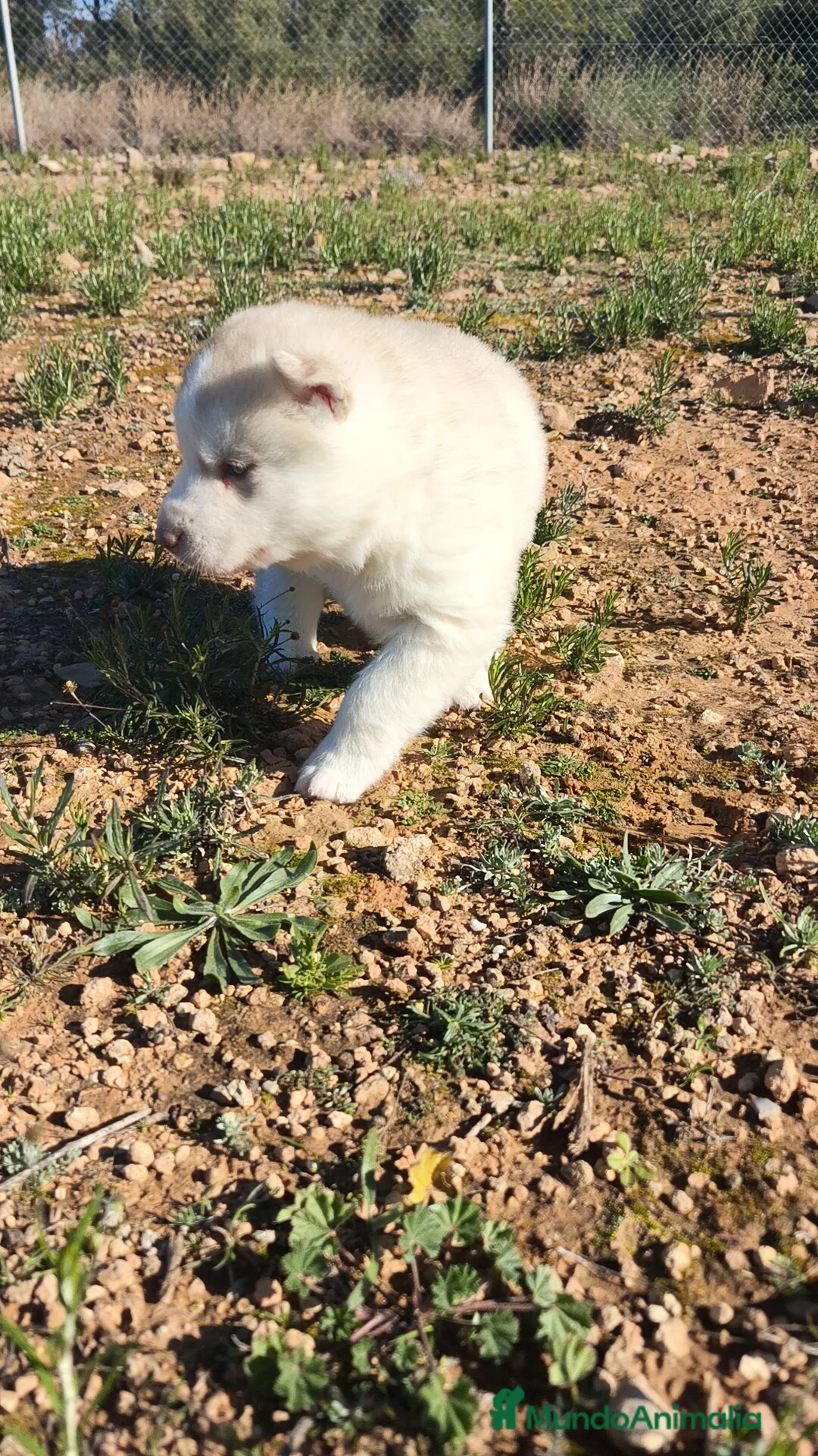 Husky Siberiano perros en venta: Husky SIBERIANO Macho y Hembra  - Anuncio 7