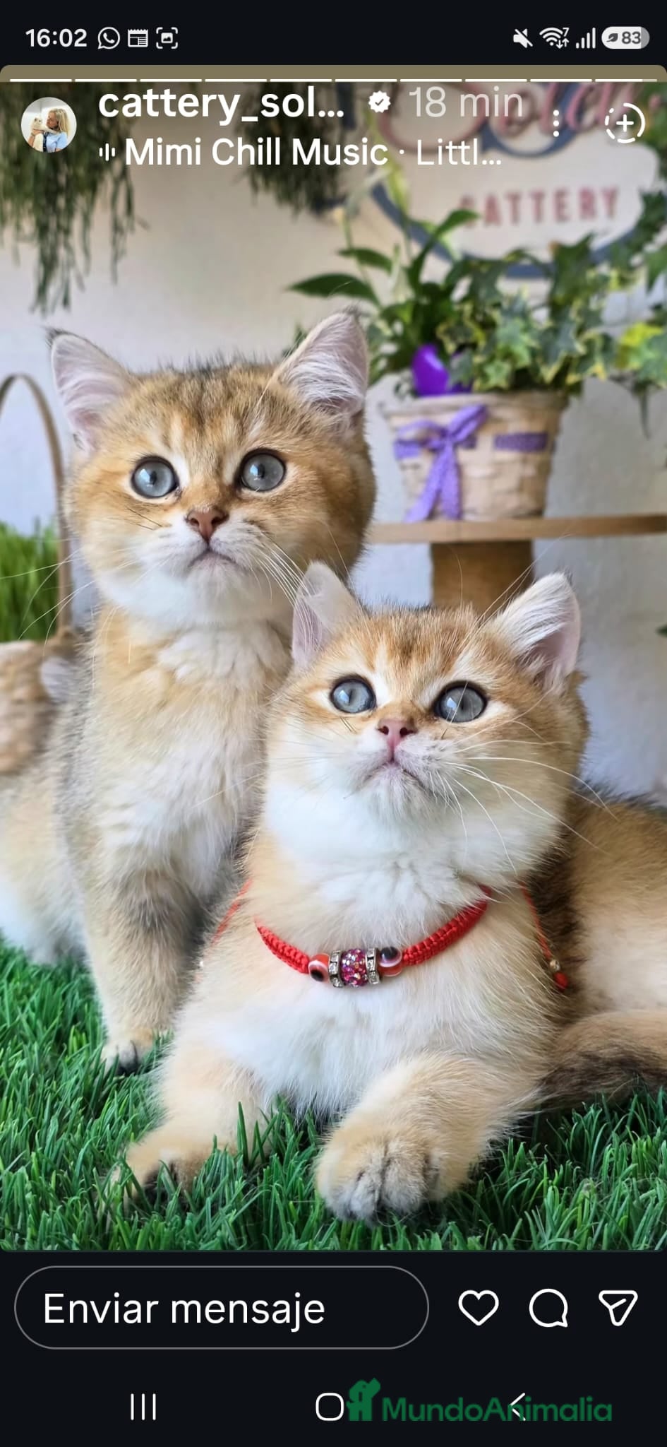 Británico de Pelo Corto gatos Gatita british  - Anuncio 1
