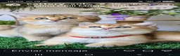 Británico de Pelo Corto gatos en venta: Gatita british  - Anuncio 1