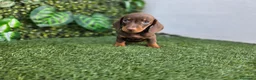 Teckel Miniatura perros en venta: TECKEL MINIATURA & KANNINCHEN - Anuncio 2