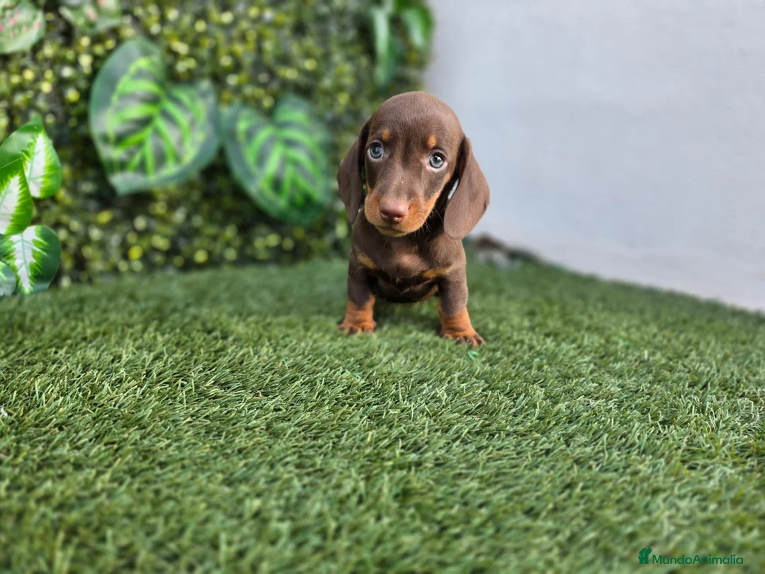 Teckel Miniatura perros en venta: TECKEL MINIATURA & KANNINCHEN - Anuncio 2