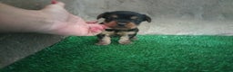 Yorkshire Terrier perros en venta: Yorkshire miniatura en Badajoz - Anuncio 1