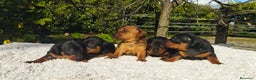 Pinscher Miniatura perros en venta: Mini pinscher varios colores  - Anuncio 4