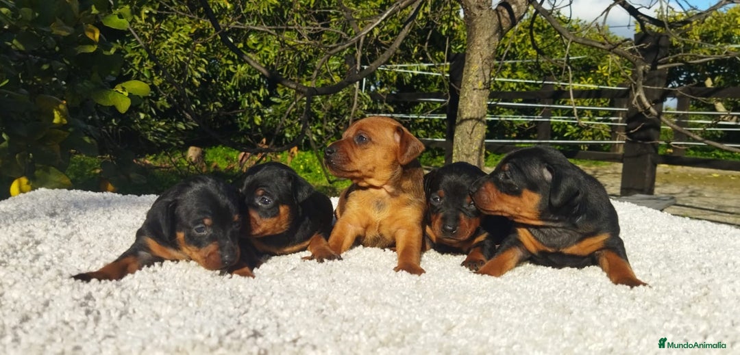 Pinscher Miniatura perros en venta: Mini pinscher varios colores  - Anuncio 4