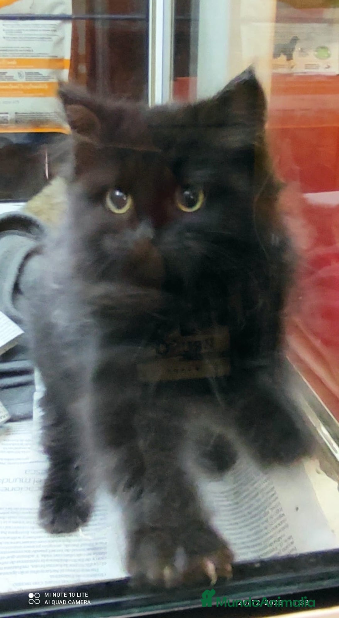 Persa gatos en venta: Últimas hembras de persa europeo - Anuncio 3