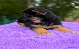 Pastor Alemán perros en venta: Pastor alemán  - Anuncio 6