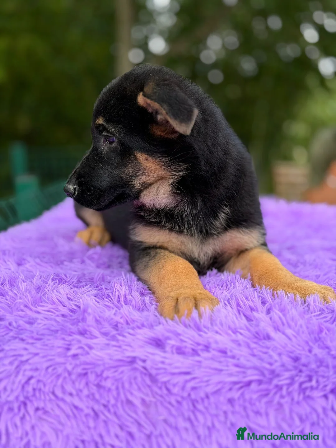 Pastor Alemán perros en venta: Pastor alemán  - Anuncio 6