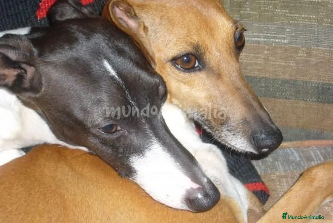 Imagen de galería {{count}}