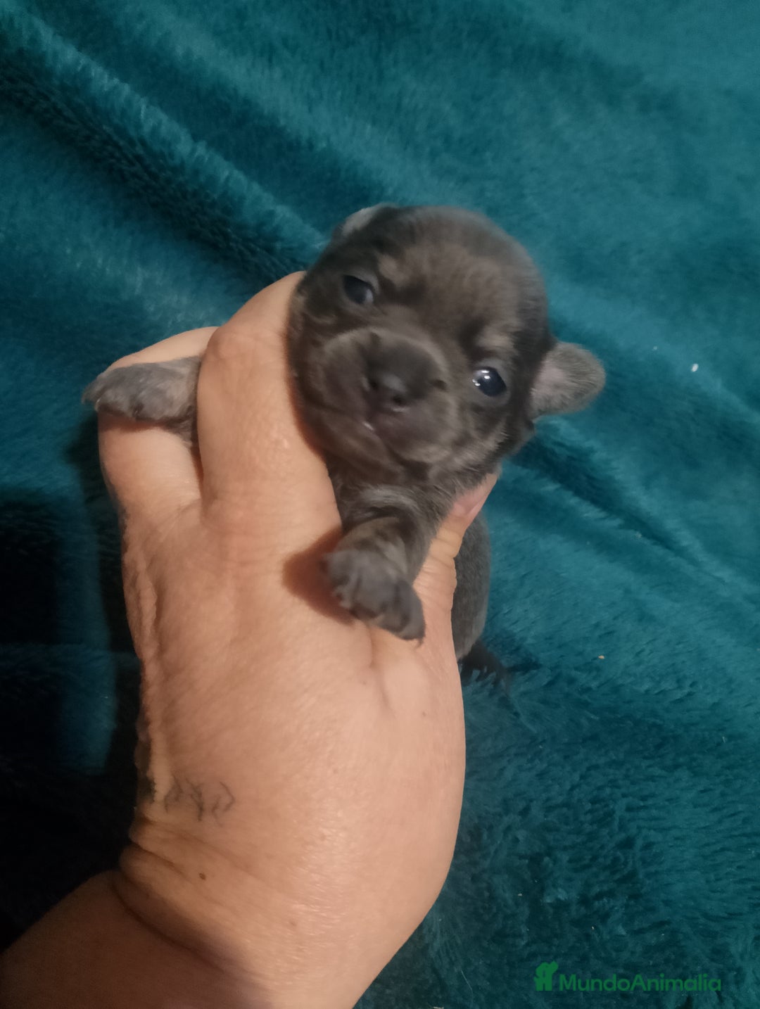 Imagen de galería {{count}}