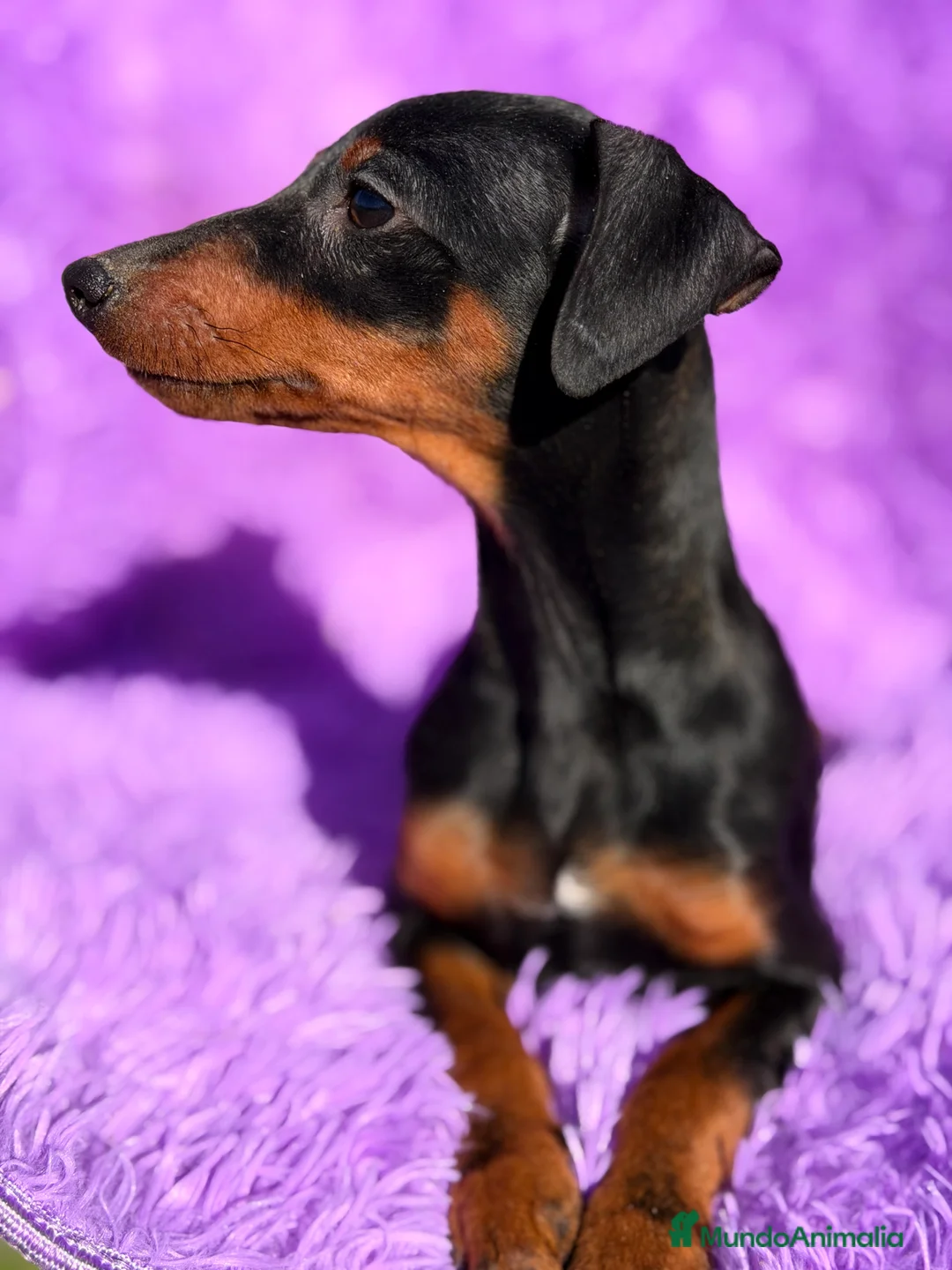 Pinscher Miniatura perros en venta: Minipincher hembra  - Anuncio 2