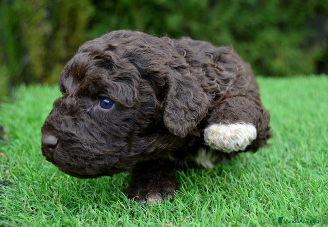Perro de Agua Español perros en venta: Cachorros de perro de agua  - Anuncio 9
